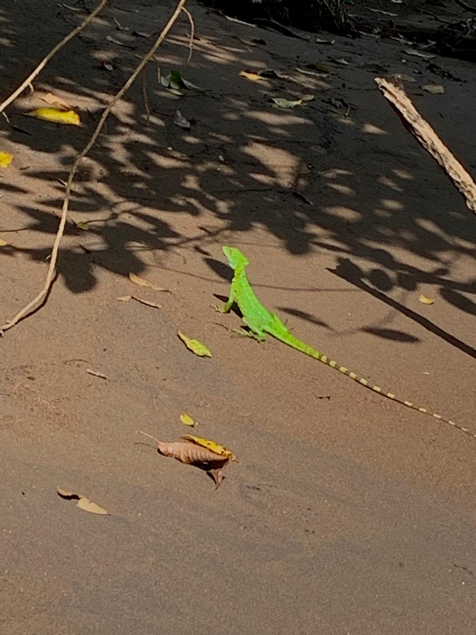 Tortuguero WhatsApp Image 2025-12-06 at 11.40.48 AM